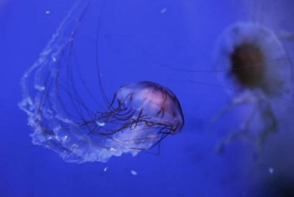 Vermocane, ricci, tracine e meduse, un corso su pericoli e rimedi